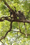 Hanuman Languren (Semnopithecus sp.)